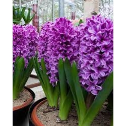 Hyacınthus / sümbül MİSS SAİGON